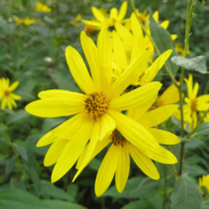 Meet your Posher, Kitty